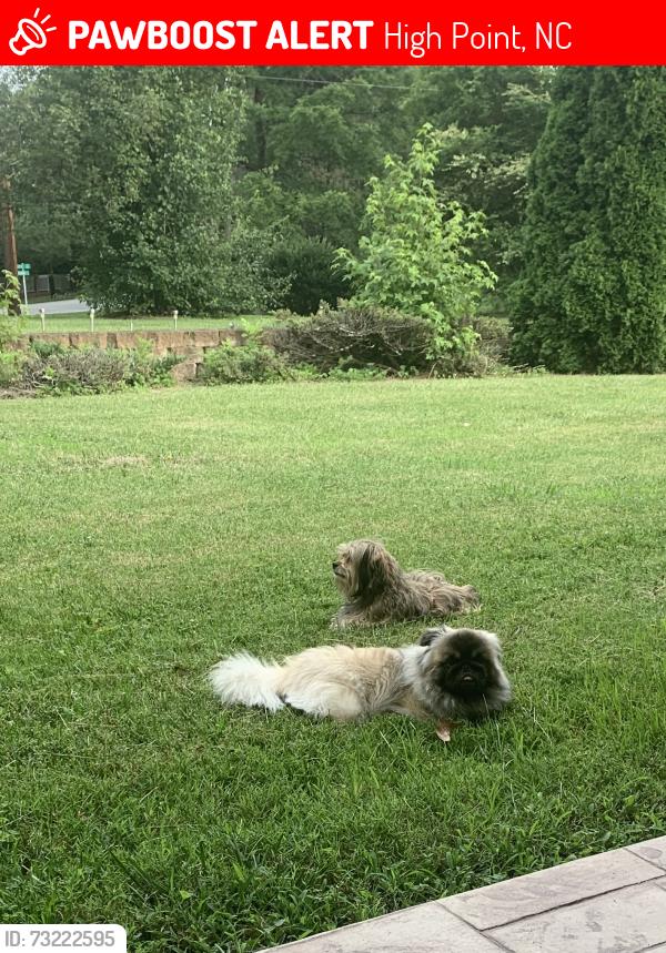 Lost Male Dog last seen Near Braddock rd, High Point, NC 27265