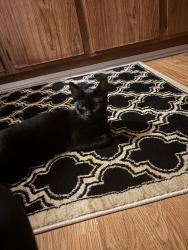 Lost Female Cat last seen N. Forest St., West Bend, West Bend, WI 53095