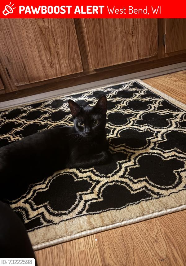 Lost Female Cat last seen N. Forest St., West Bend, West Bend, WI 53095