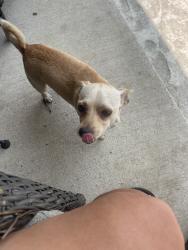 Found/Stray Male Dog last seen Martin & hillside, Fort Worth, TX 76119