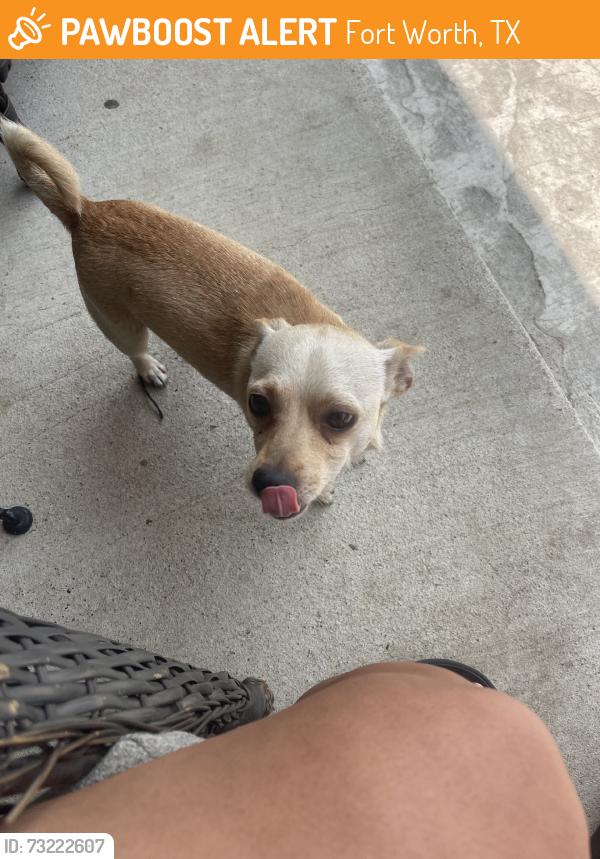 Found/Stray Male Dog last seen Martin & hillside, Fort Worth, TX 76119