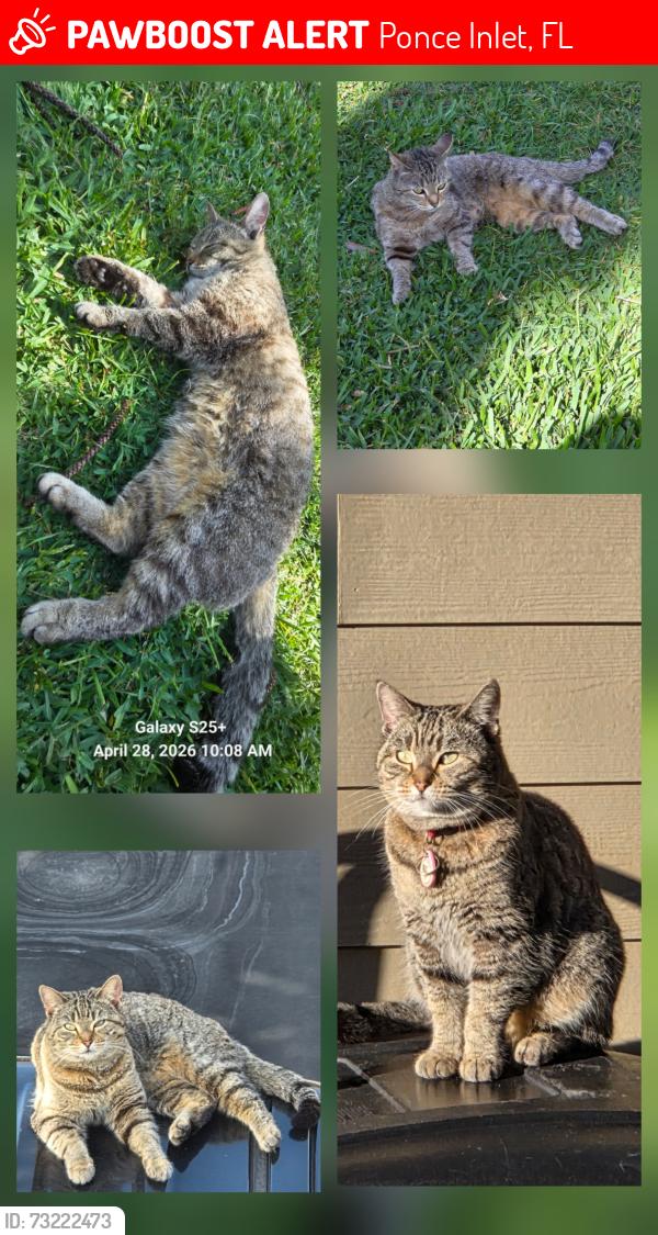 Lost Female Cat last seen Atlantic & Jana Drive, Ponce Inlet, FL 32127