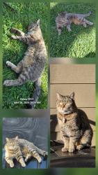 Lost Female Cat last seen Atlantic & Jana Drive, Ponce Inlet, FL 32127