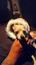 Lost Female Dog last seen Cedar and Foothill blvd, Rialto, CA 92376