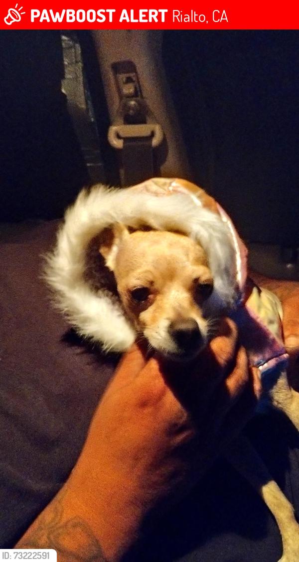 Lost Female Dog last seen Cedar and Foothill blvd, Rialto, CA 92376