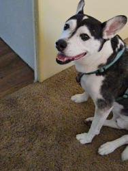 Reunited Male Dog last seen Starkey, Largo, FL 33771