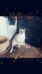 Reunited Male Cat last seen Not far from miller's market, Longview, WA 98632