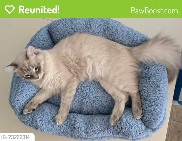Reunited Female Cat last seen Gulfside cndmniums, Fort Walton Beach, FL 32548