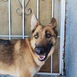 Found/Stray Female Dog last seen 5th Street East and East Ave R-6 (close to the homes by the Fin & Feather Recreation center), Palmdale, CA 93550
