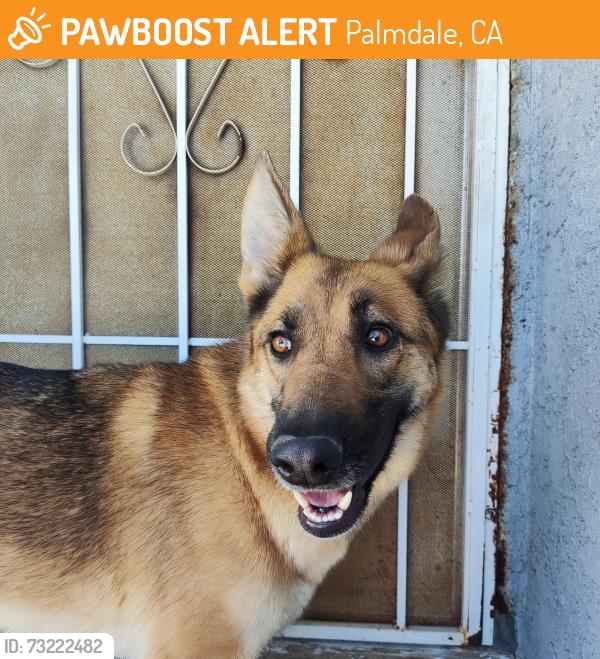 Found/Stray Female Dog last seen 5th Street East and East Ave R-6 (close to the homes by the Fin & Feather Recreation center), Palmdale, CA 93550