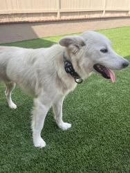 Lost Male Dog last seen Near Morgan hill dr, Chula Vista, CA 91913