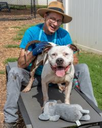 Shelter Stray Male Dog last seen Near Mell Ave., Clarkston, GA 30021, 30021, GA, 3280 Chamblee Dunwoody Rd, Chamblee, GA 30341, USA