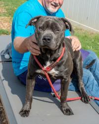 Shelter Stray Male Dog last seen , 30058, GA, 3280 Chamblee Dunwoody Rd, Chamblee, GA 30341, USA