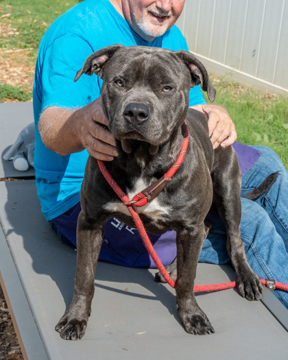 Shelter Stray Male Dog last seen , 30058, GA, 3280 Chamblee Dunwoody Rd, Chamblee, GA 30341, USA