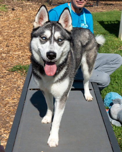 Shelter Stray Female Dog last seen Near Moreland Ave Conley, 30288, 30288, GA, 3280 Chamblee Dunwoody Rd, Chamblee, GA 30341, USA