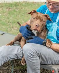 Shelter Stray Female Dog last seen Near Anniston Ave Atlanta, 30317, 30317, GA, 3280 Chamblee Dunwoody Rd, Chamblee, GA 30341, USA