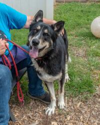 Shelter Stray Male Dog last seen Near Idlewood Rd, 30084, GA, 3280 Chamblee Dunwoody Rd, Chamblee, GA 30341, USA