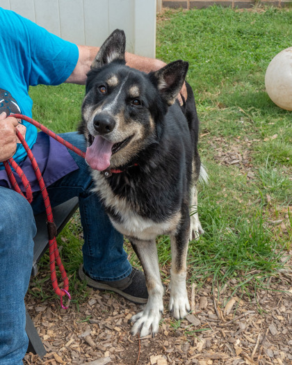 Shelter Stray Male Dog last seen Near Idlewood Rd, 30084, GA, 3280 Chamblee Dunwoody Rd, Chamblee, GA 30341, USA
