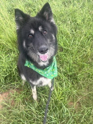 Shelter Stray Female Dog last seen , 30088, GA, 3280 Chamblee Dunwoody Rd, Chamblee, GA 30341, USA