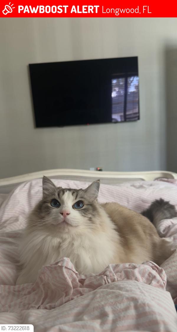 Lost Female Cat last seen Near Hassi Point, Longwood, FL 32779
