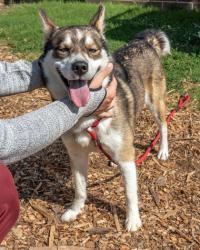 Shelter Stray Female Dog last seen Near Brecken Pl, 30058, GA, 3280 Chamblee Dunwoody Rd, Chamblee, GA 30341, USA