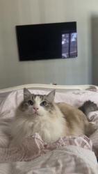Lost Female Cat last seen Near Hassi Point, Longwood, FL 32779