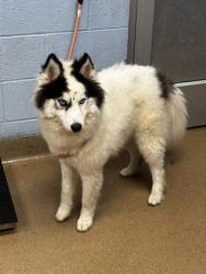Shelter Stray Male Dog last seen Near Boulder Crest Road, Atlanta 30316, 30316, GA, 3280 Chamblee Dunwoody Rd, Chamblee, GA 30341, USA
