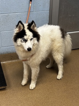 Shelter Stray Male Dog last seen Near Boulder Crest Road, Atlanta 30316, 30316, GA, 3280 Chamblee Dunwoody Rd, Chamblee, GA 30341, USA