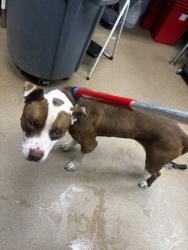 Shelter Stray Male Dog last seen Near BRETTON WOODS DRIVE Lithonia, 30058, 30058, GA, 3280 Chamblee Dunwoody Rd, Chamblee, GA 30341, USA