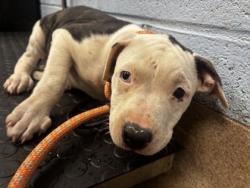 Shelter Stray Female Dog last seen Near Peppertree Cir Decatur, 30034, 30034, GA, 3280 Chamblee Dunwoody Rd, Chamblee, GA 30341, USA