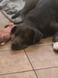 Found/Stray Male Dog last seen Abrams and Juliette fowler st, Dallas, TX 75214