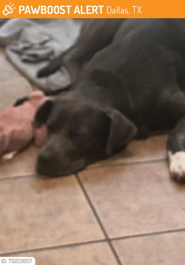 Found/Stray Male Dog last seen Abrams and Juliette fowler st, Dallas, TX 75214