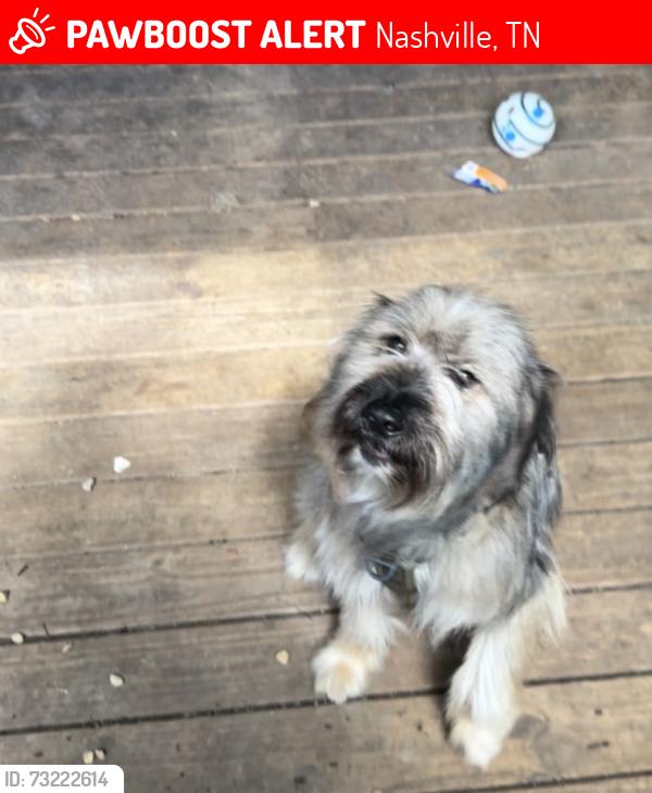 Lost Female Dog last seen Near the Subway across the street from the gas station., Nashville, TN 37217