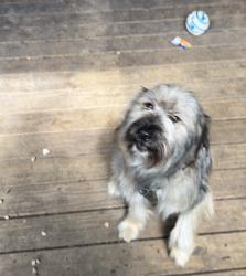 Lost Female Dog last seen Near the Subway across the street from the gas station., Nashville, TN 37217