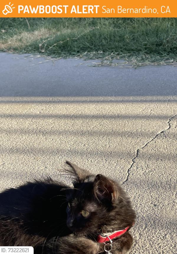 Found/Stray Unknown Cat last seen Baseline/ 14th, San Bernardino, CA 92411
