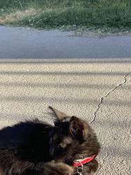 Found/Stray Unknown Cat last seen Baseline/ 14th, San Bernardino, CA 92411