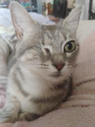 Lost Female Cat last seen In between Hudson and Webber, Columbus, OH 43211