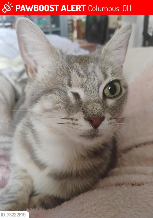 Lost Female Cat last seen In between Hudson and Webber, Columbus, OH 43211
