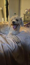 Found/Stray Female Dog last seen Near Carr St, Houston, TX 77026, Houston, TX 77026