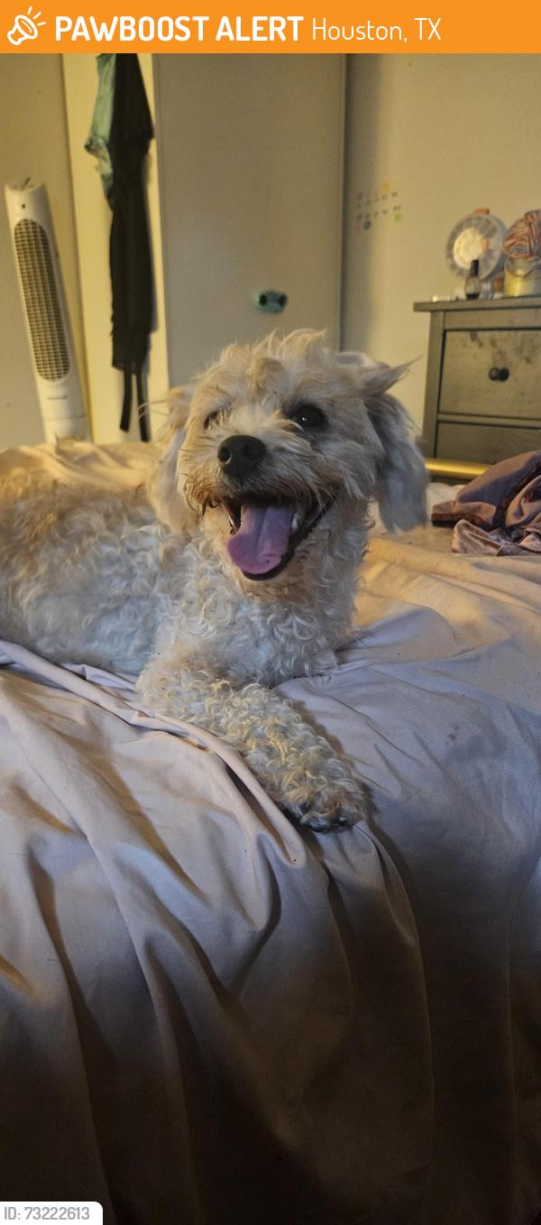 Found/Stray Female Dog last seen Near Carr St, Houston, TX 77026, Houston, TX 77026