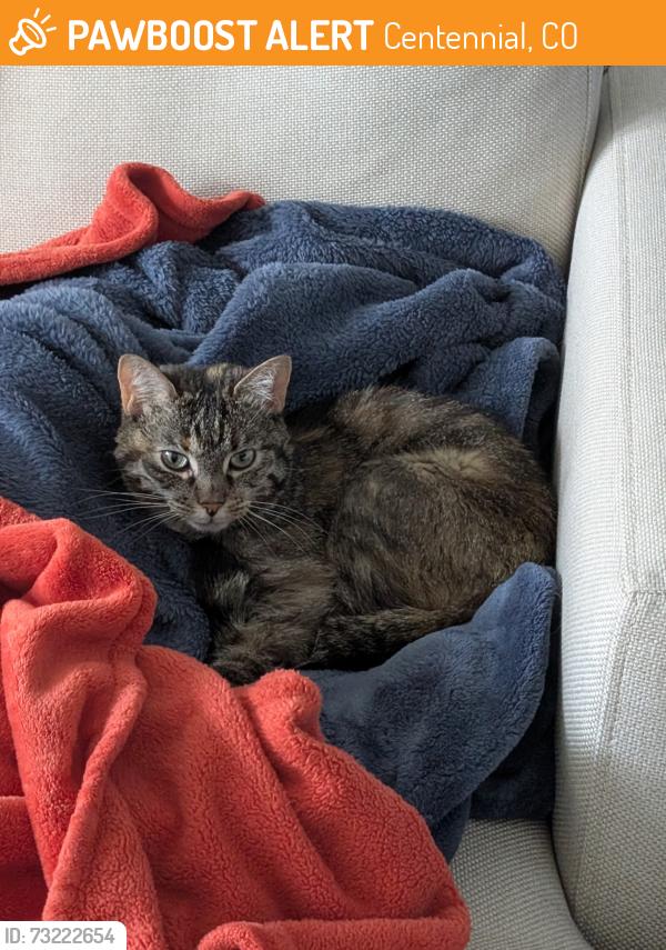 Found/Stray Female Cat last seen Dorado Ave and Riviera Way, Centennial, CO 80016