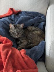 Found/Stray Female Cat last seen Dorado Ave and Riviera Way, Centennial, CO 80016