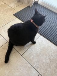 Lost Female Cat last seen Rancho cajon place, El Cajon, CA 92019