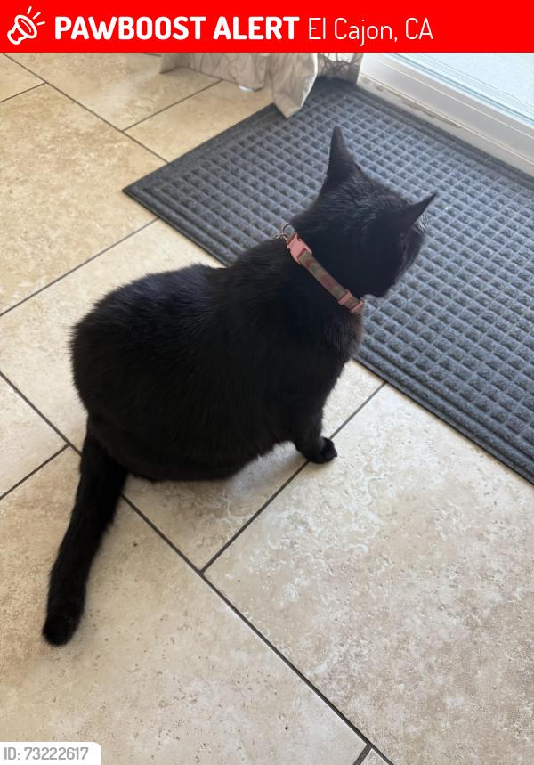 Lost Female Cat last seen Rancho cajon place, El Cajon, CA 92019