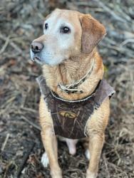 Lost Male Dog last seen Crown Hill and McClellan in Old Church, Mechanicsvillee, Mechanicsville, VA 23111