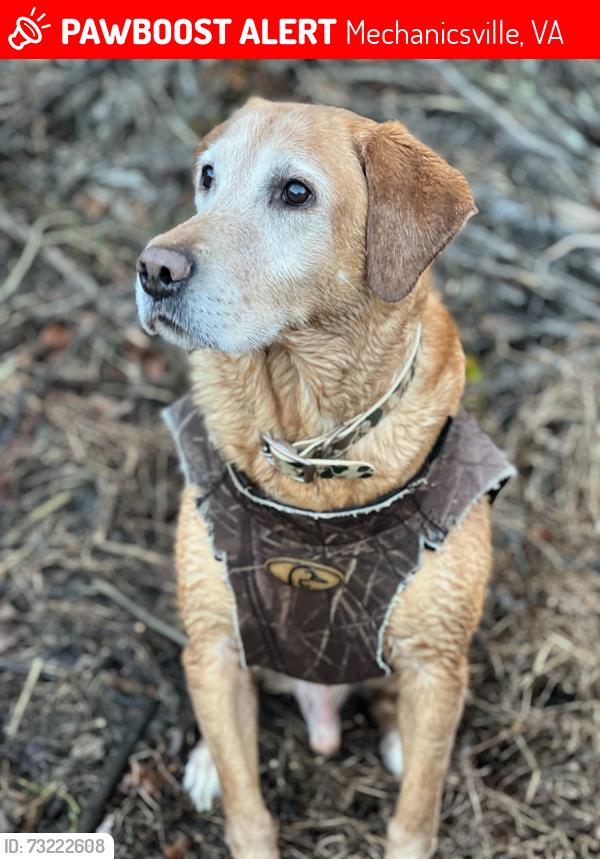 Lost Male Dog last seen Crown Hill and McClellan in Old Church, Mechanicsvillee, Mechanicsville, VA 23111