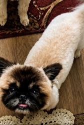 Reunited Male Dog last seen Near Braddock Rd High Point N.C. 27265, High Point, NC 27265