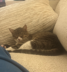 Reunited Female Cat last seen FM 1960 and Sugar Pine Drive, Houston, TX 77090
