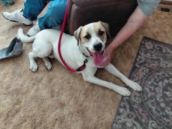 Found/Stray Male Dog last seen Wall and Regina, Spokane, WA 99218