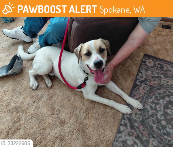 Found/Stray Male Dog last seen Wall and Regina, Spokane, WA 99218
